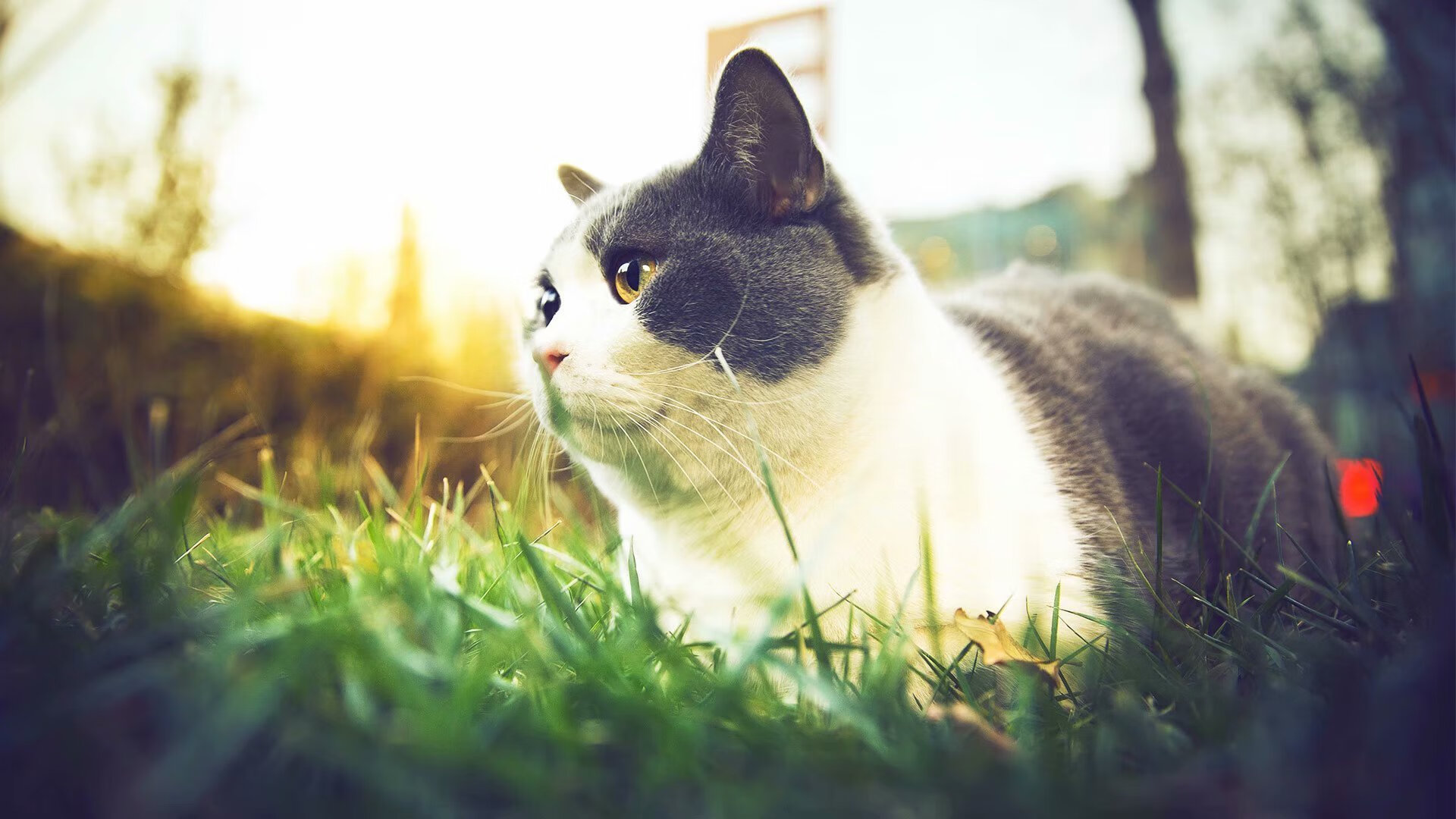 _天幕空中滑索:城市空中极速穿梭_,天幕技巧