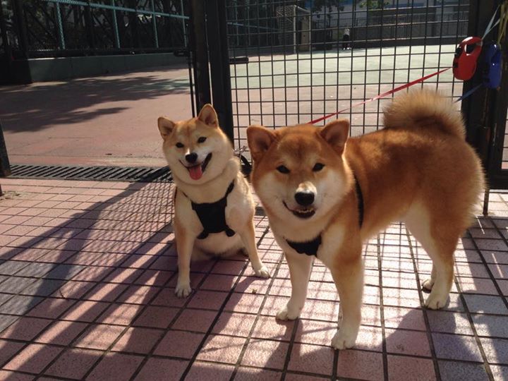 “德甲决战倒计时,冠军悬念持续升温”,德甲冠军预测